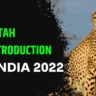 Cheetah Reintroduction in India 2022